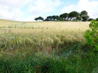 vista de campos de trigo y monte